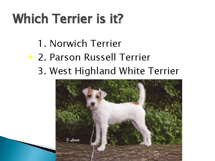 Which Terrier is it? 1. Norwich Terrier 2. Parson Russell Terrier 3. West Highland