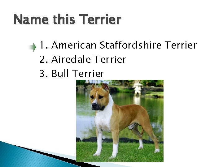 Name this Terrier 1. American Staffordshire Terrier 2. Airedale Terrier 3. Bull Terrier 