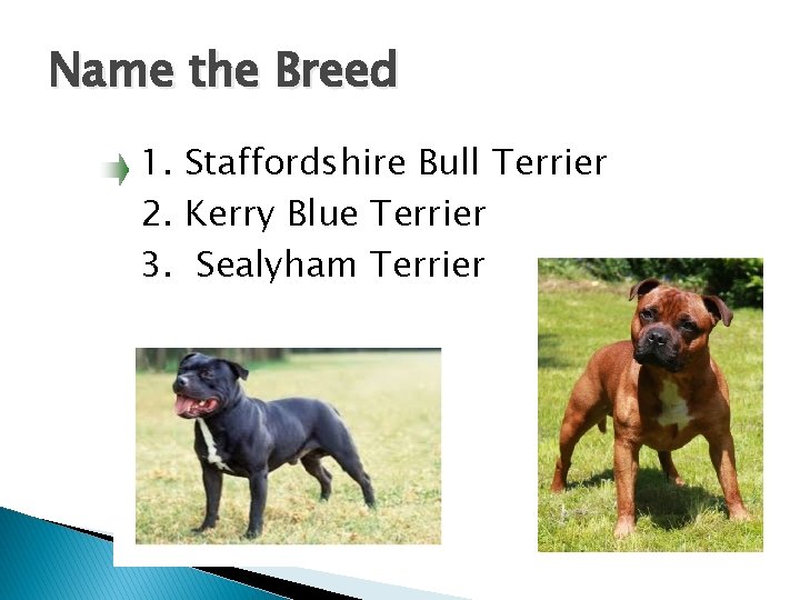 Name the Breed 1. Staffordshire Bull Terrier 2. Kerry Blue Terrier 3. Sealyham Terrier