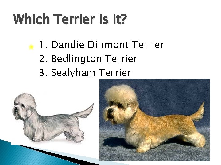 Which Terrier is it? 1. Dandie Dinmont Terrier 2. Bedlington Terrier 3. Sealyham Terrier