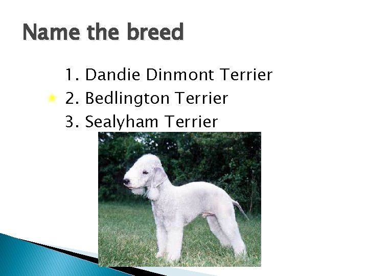 Name the breed 1. Dandie Dinmont Terrier 2. Bedlington Terrier 3. Sealyham Terrier 