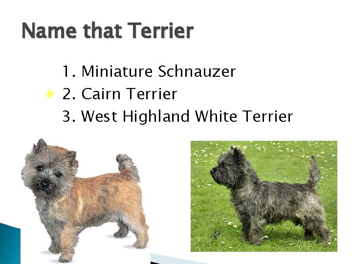 Name that Terrier 1. Miniature Schnauzer 2. Cairn Terrier 3. West Highland White Terrier