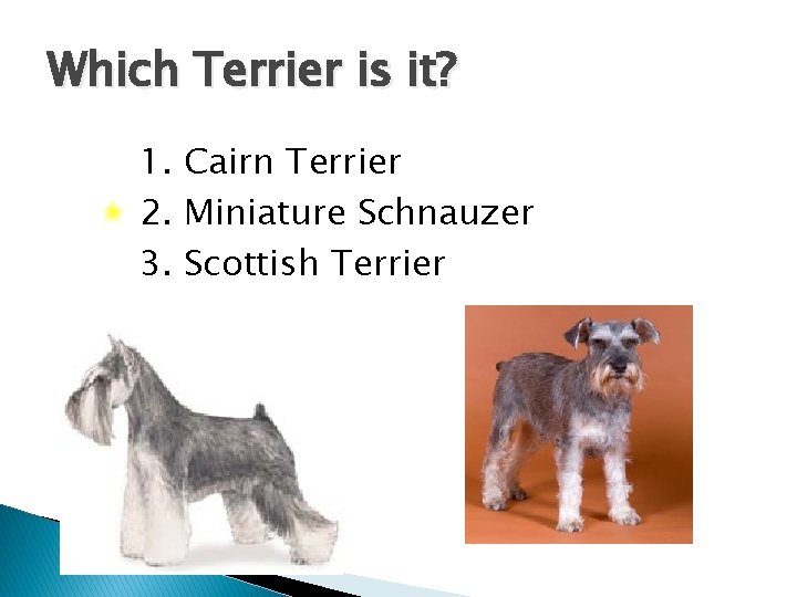 Which Terrier is it? 1. Cairn Terrier 2. Miniature Schnauzer 3. Scottish Terrier 