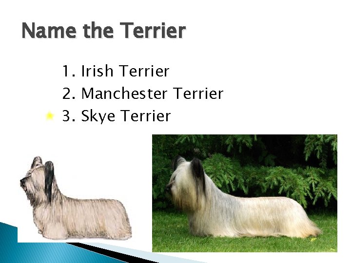 Name the Terrier 1. Irish Terrier 2. Manchester Terrier 3. Skye Terrier 