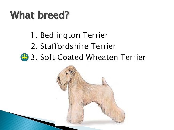 What breed? 1. Bedlington Terrier 2. Staffordshire Terrier 3. Soft Coated Wheaten Terrier 