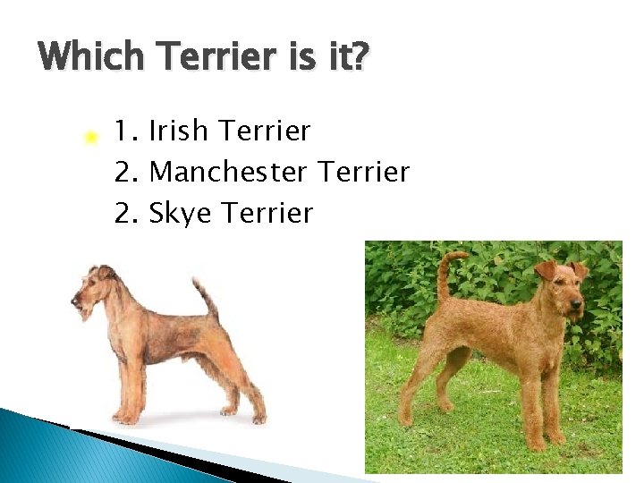 Which Terrier is it? 1. Irish Terrier 2. Manchester Terrier 2. Skye Terrier 