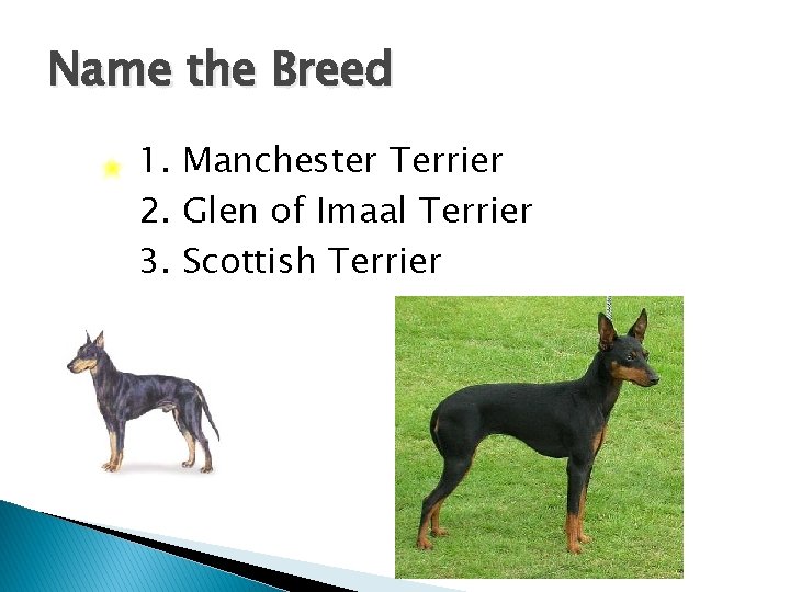 Name the Breed 1. Manchester Terrier 2. Glen of Imaal Terrier 3. Scottish Terrier