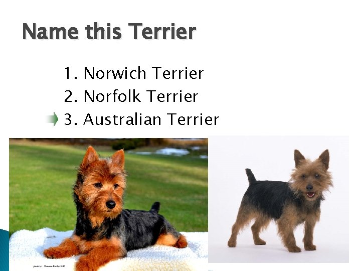 Name this Terrier 1. Norwich Terrier 2. Norfolk Terrier 3. Australian Terrier 