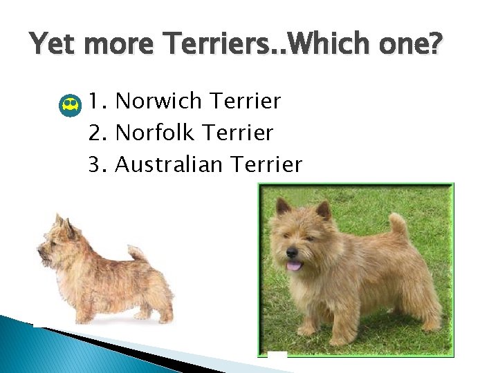 Yet more Terriers. . Which one? 1. Norwich Terrier 2. Norfolk Terrier 3. Australian