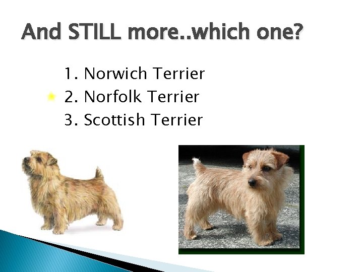 And STILL more. . which one? 1. Norwich Terrier 2. Norfolk Terrier 3. Scottish