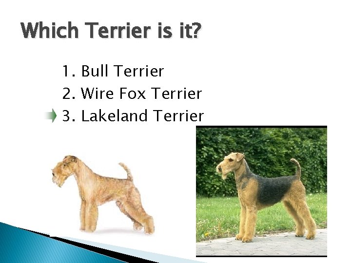 Which Terrier is it? 1. Bull Terrier 2. Wire Fox Terrier 3. Lakeland Terrier