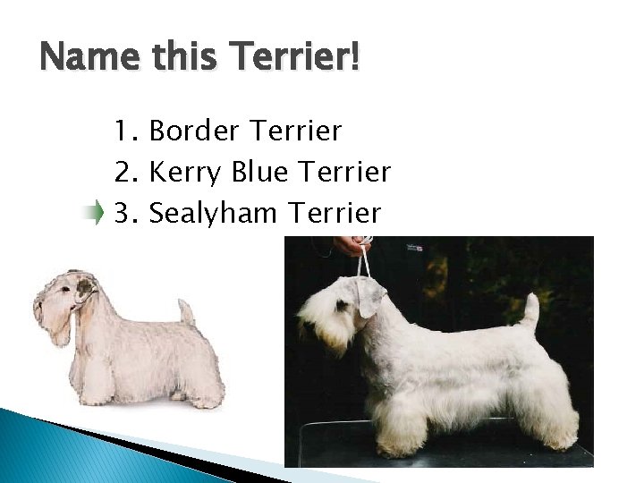 Name this Terrier! 1. Border Terrier 2. Kerry Blue Terrier 3. Sealyham Terrier 