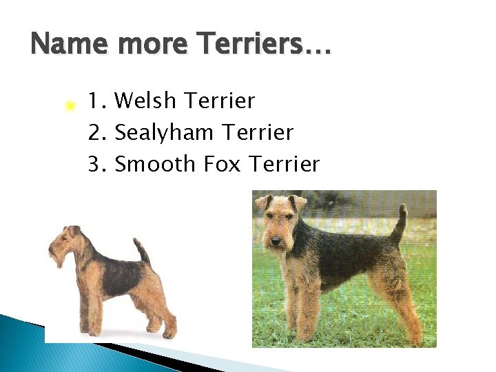 Name more Terriers… 1. Welsh Terrier 2. Sealyham Terrier 3. Smooth Fox Terrier 