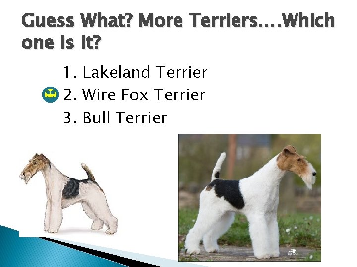 Guess What? More Terriers…. Which one is it? 1. Lakeland Terrier 2. Wire Fox