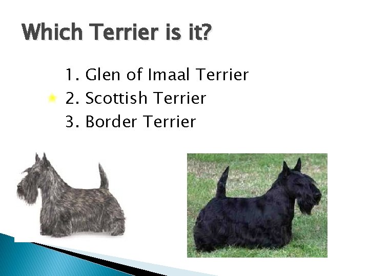 Which Terrier is it? 1. Glen of Imaal Terrier 2. Scottish Terrier 3. Border