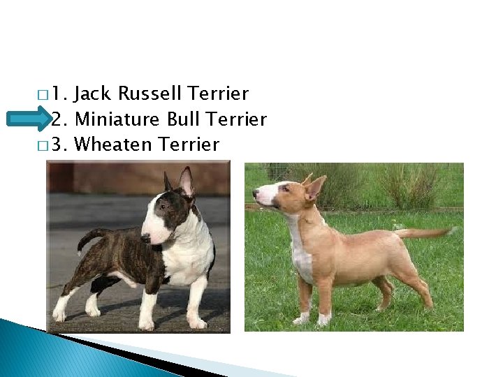� 1. Jack Russell Terrier � 2. Miniature Bull Terrier � 3. Wheaten Terrier