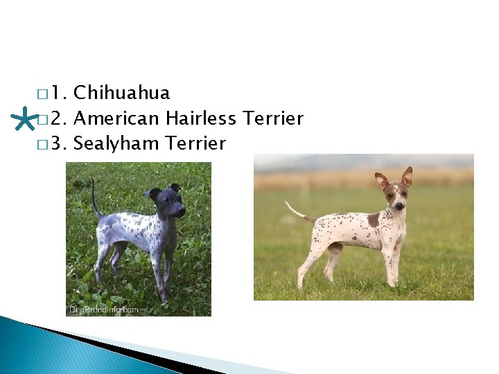 � 1. Chihuahua � 2. American Hairless Terrier � 3. Sealyham Terrier 
