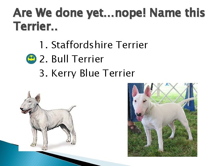 Are We done yet…nope! Name this Terrier. . 1. Staffordshire Terrier 2. Bull Terrier