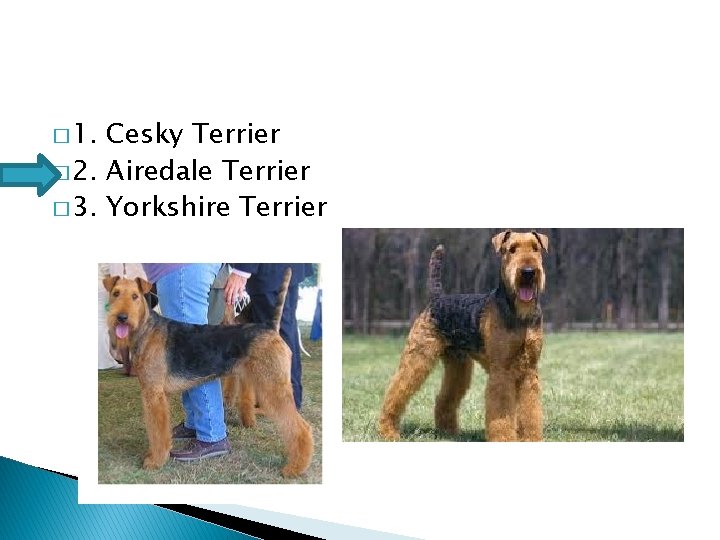 � 1. Cesky Terrier � 2. Airedale Terrier � 3. Yorkshire Terrier 