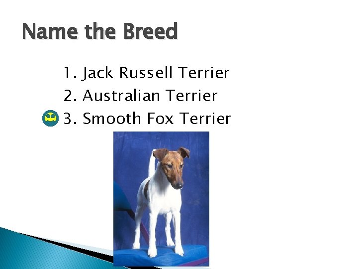 Name the Breed 1. Jack Russell Terrier 2. Australian Terrier 3. Smooth Fox Terrier