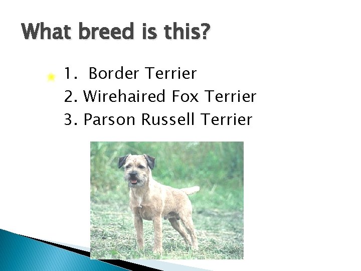 What breed is this? 1. Border Terrier 2. Wirehaired Fox Terrier 3. Parson Russell