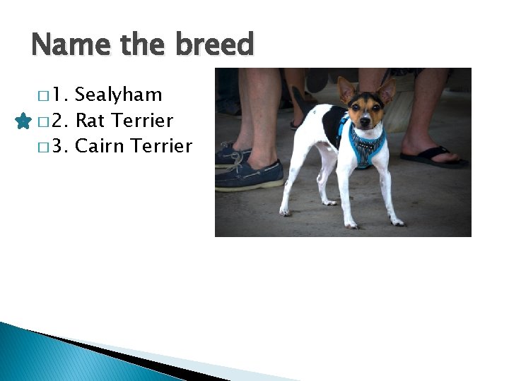 Name the breed � 1. Sealyham � 2. Rat Terrier � 3. Cairn Terrier