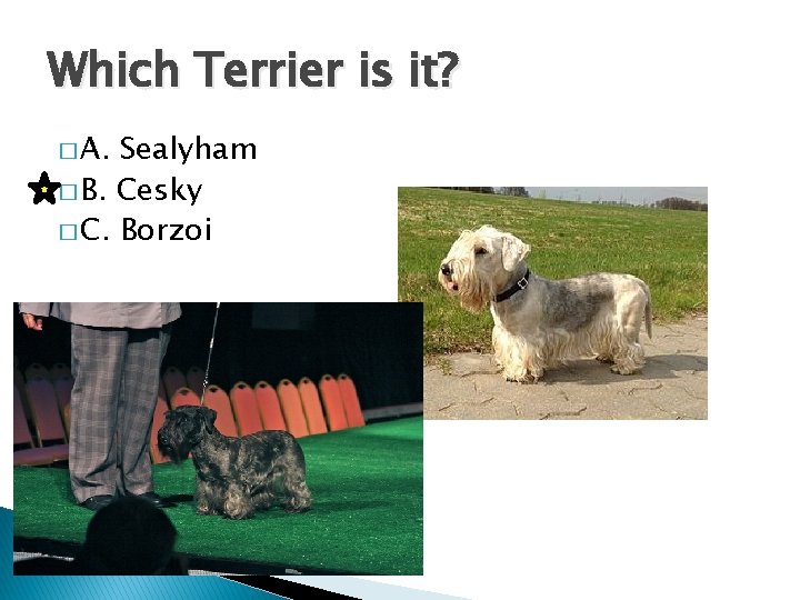 Which Terrier is it? � A. Sealyham � B. Cesky � C. Borzoi 