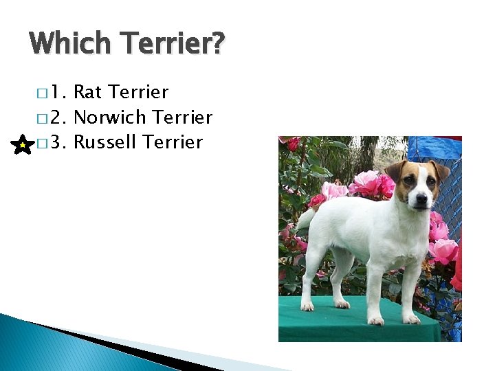 Which Terrier? � 1. Rat Terrier � 2. Norwich Terrier � 3. Russell Terrier