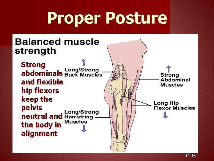 Proper Posture Strong abdominals and flexible hip flexors keep the pelvis neutral and the