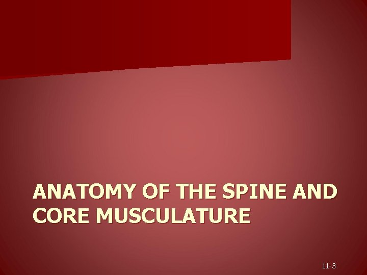 ANATOMY OF THE SPINE AND CORE MUSCULATURE 11 -3 