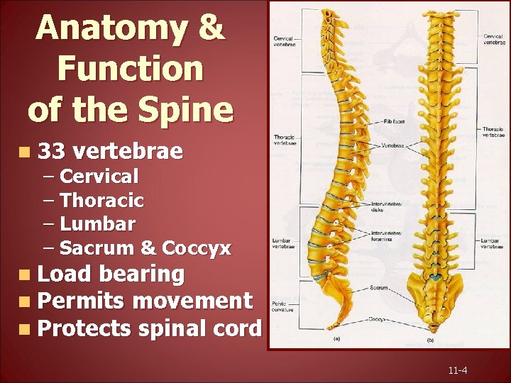 Anatomy & Function of the Spine n 33 vertebrae – Cervical – Thoracic –