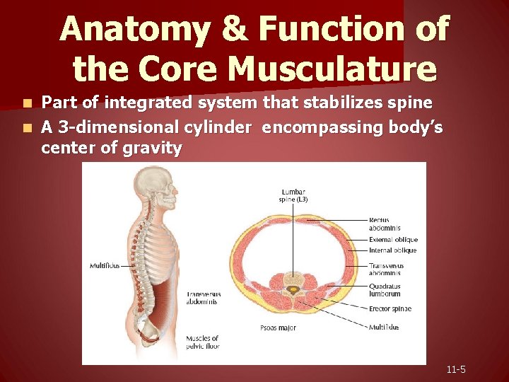 Anatomy & Function of the Core Musculature Part of integrated system that stabilizes spine