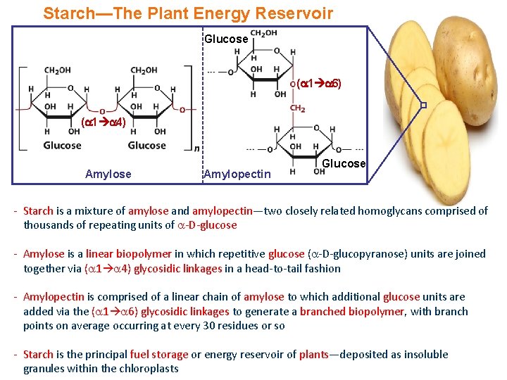 Starch—The Plant Energy Reservoir Glucose ( 1 6) ( 1 4) Amylose Amylopectin Glucose