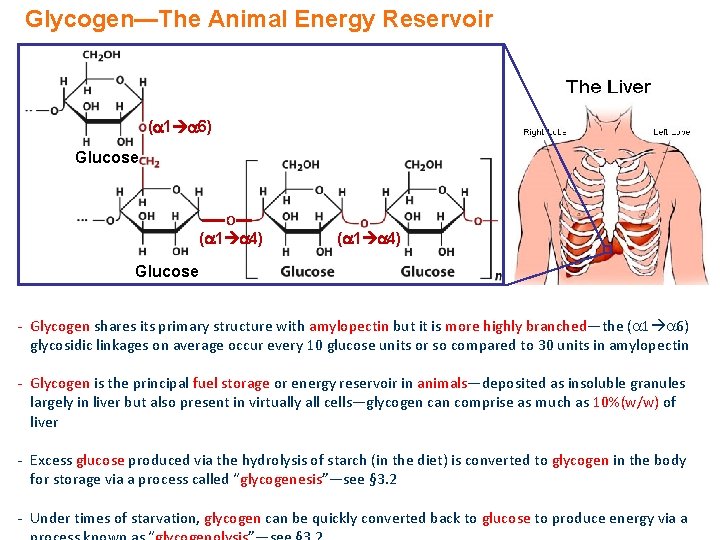 Glycogen—The Animal Energy Reservoir ( 1 6) Glucose O ( 1 4) Glucose -