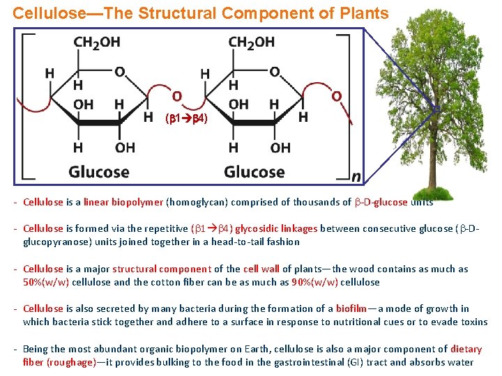 Cellulose—The Structural Component of Plants ( 1 4) - Cellulose is a linear biopolymer
