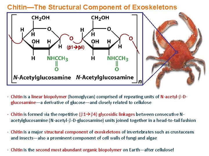 Chitin—The Structural Component of Exoskeletons ( 1 4) - Chitin is a linear biopolymer
