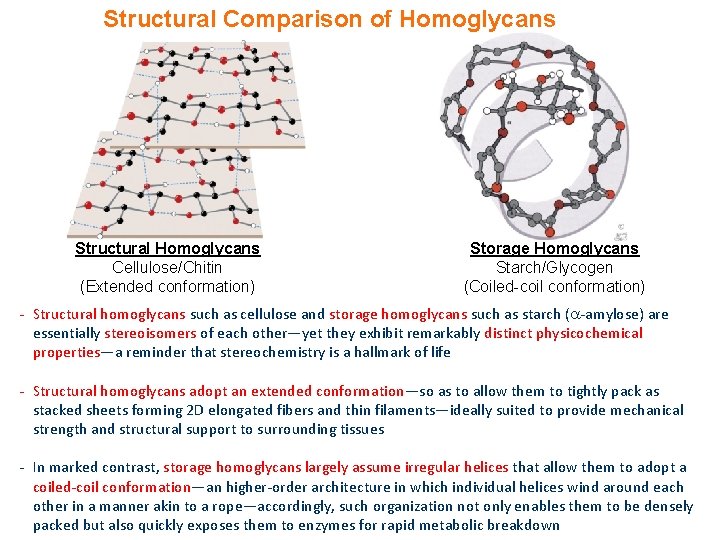 Structural Comparison of Homoglycans Structural Homoglycans Cellulose/Chitin (Extended conformation) Storage Homoglycans Starch/Glycogen (Coiled-coil conformation)