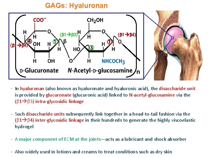 GAGs: Hyaluronan ( 1 3) ( 1 4) n - In hyaluronan (also known