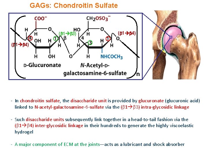 GAGs: Chondroitin Sulfate ( 1 3) ( 1 4) n - In chondroitin sulfate,