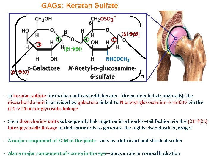 GAGs: Keratan Sulfate ( 1 3) 1 ( 1 4) ( 1 3) n