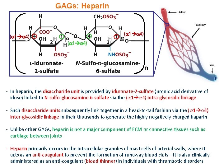 GAGs: Heparin ( 1 4) n - In heparin, the disaccharide unit is provided