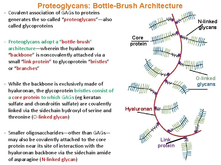 Proteoglycans: Bottle-Brush Architecture - Covalent association of GAGs to proteins generates the so-called “proteoglycans”—also