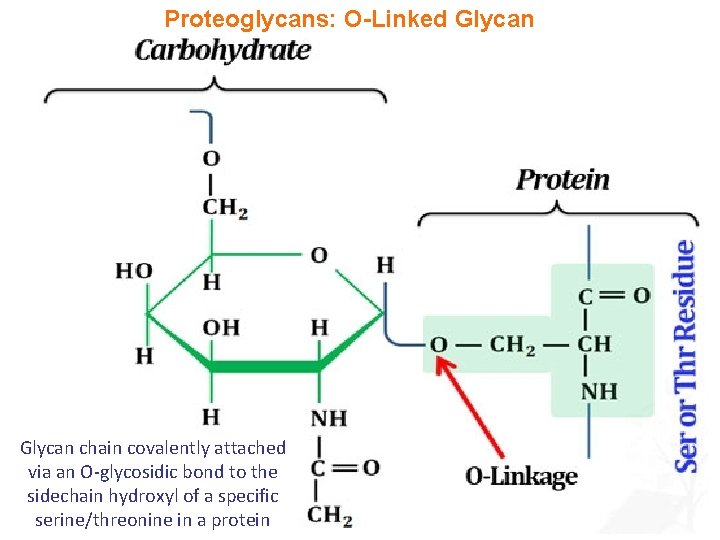 Proteoglycans: O-Linked Glycan chain covalently attached via an O-glycosidic bond to the sidechain hydroxyl