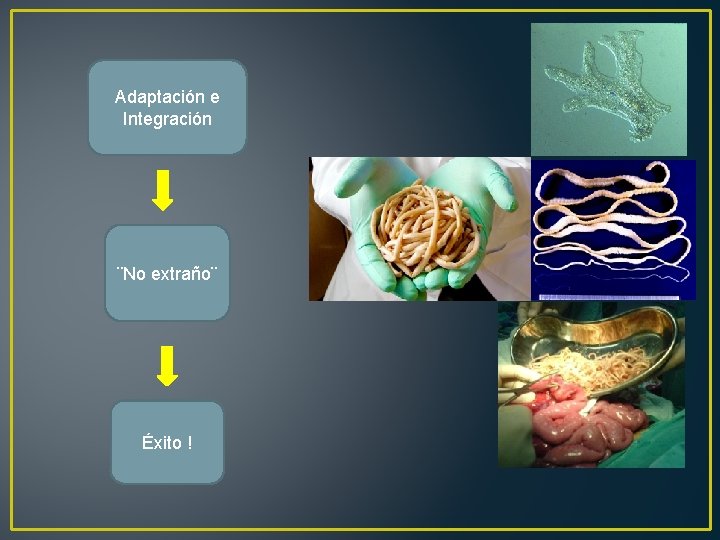 Adaptación e Integración ¨No extraño¨ Éxito ! 