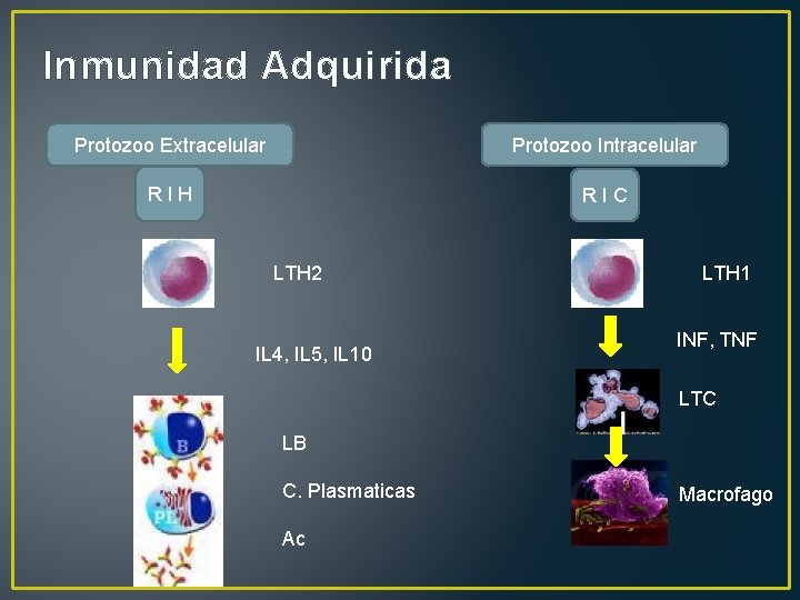 Inmunidad Adquirida Protozoo Extracelular Protozoo Intracelular RIH RIC LTH 2 IL 4, IL 5,