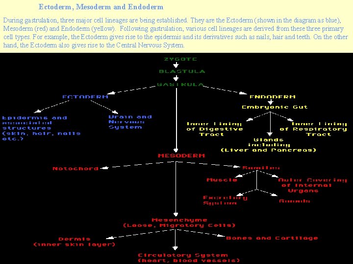 Ectoderm, Mesoderm and Endoderm During gastrulation, three major cell lineages are being established. They