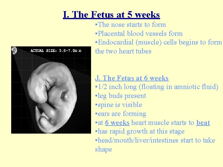 I. The Fetus at 5 weeks • The nose starts to form • Placental