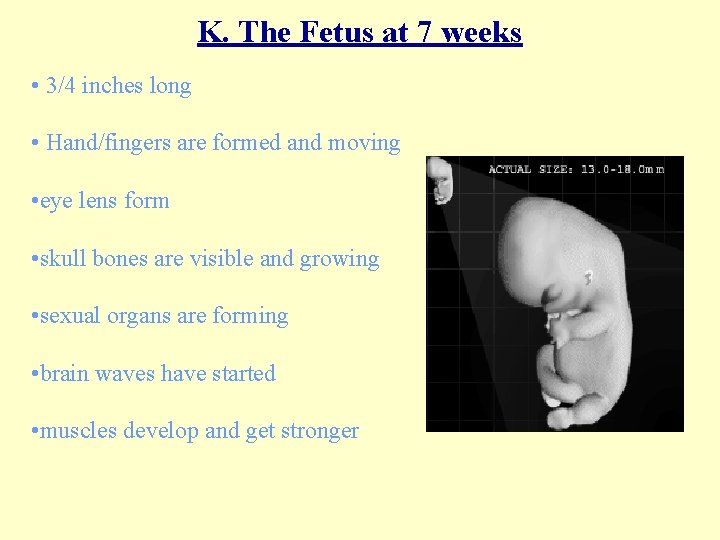 K. The Fetus at 7 weeks • 3/4 inches long • Hand/fingers are formed