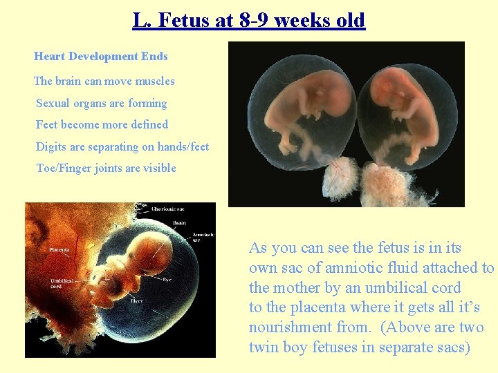 L. Fetus at 8 -9 weeks old Heart Development Ends The brain can move