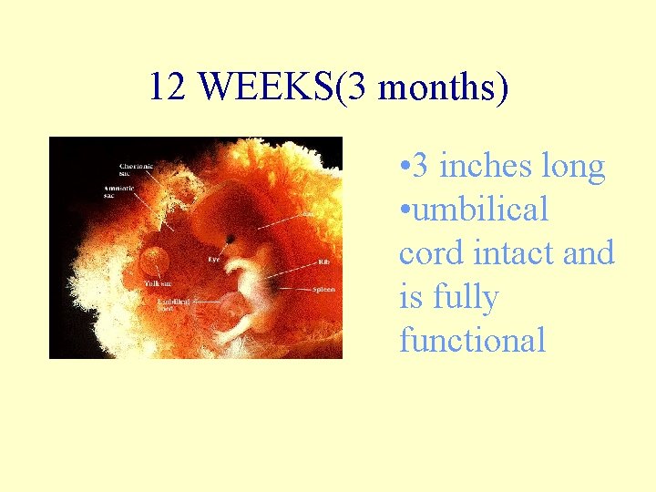12 WEEKS(3 months) • 3 inches long • umbilical cord intact and is fully